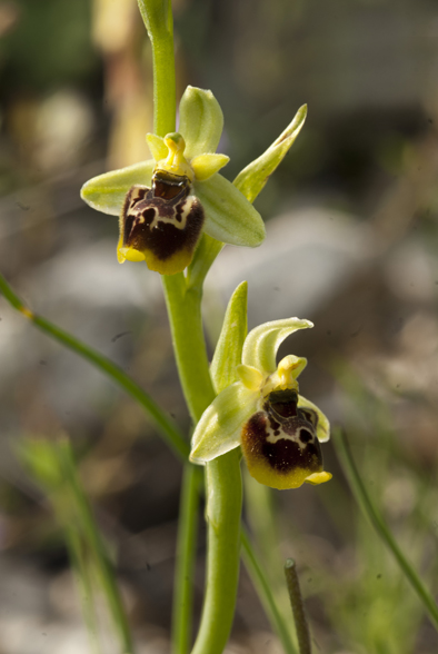 Ophrys dalla Lucania